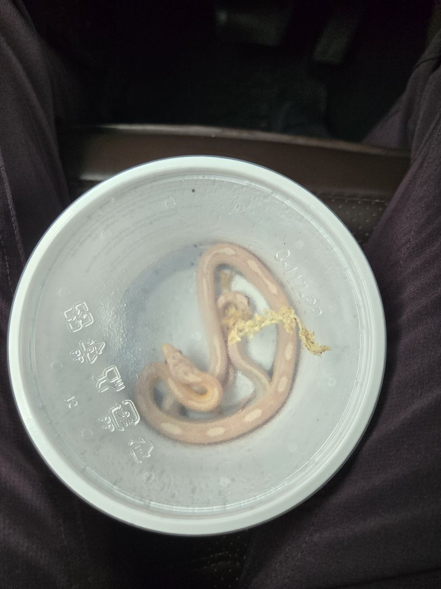 Corn Snake Pink Albino Juvenile