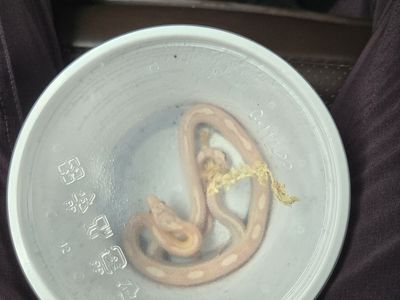 Corn Snake Pink Albino Juvenile