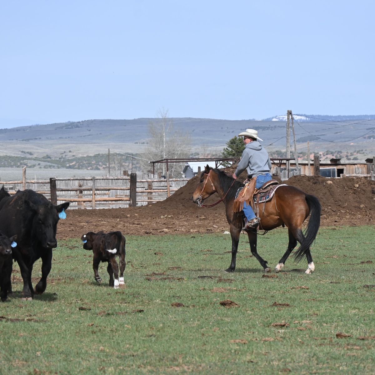 8 year old mare brown 13 hands