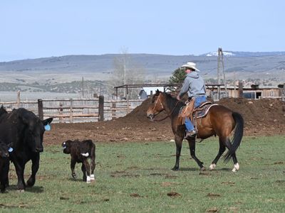 8 year old mare brown 13 hands