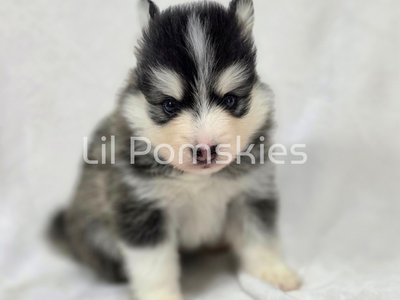 Pomsky Puppies