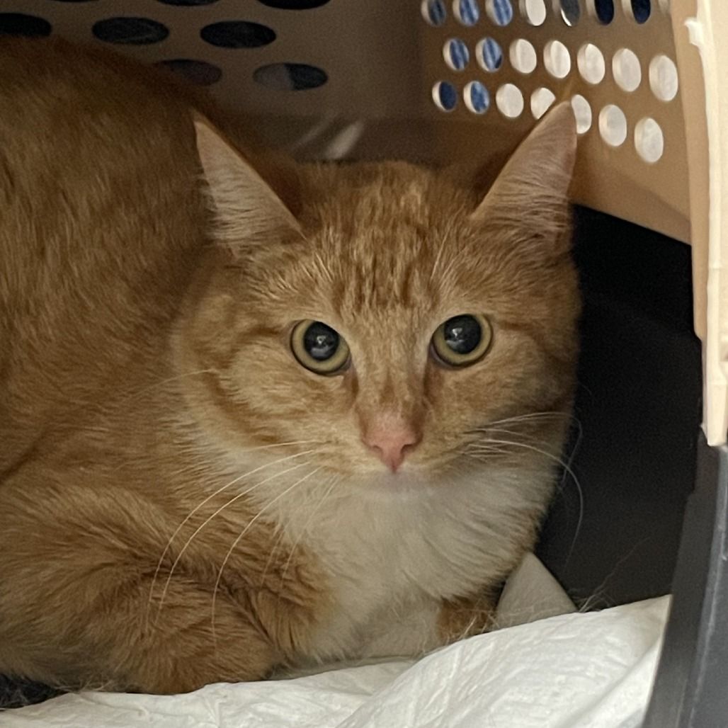 Hello my name is Alchemy