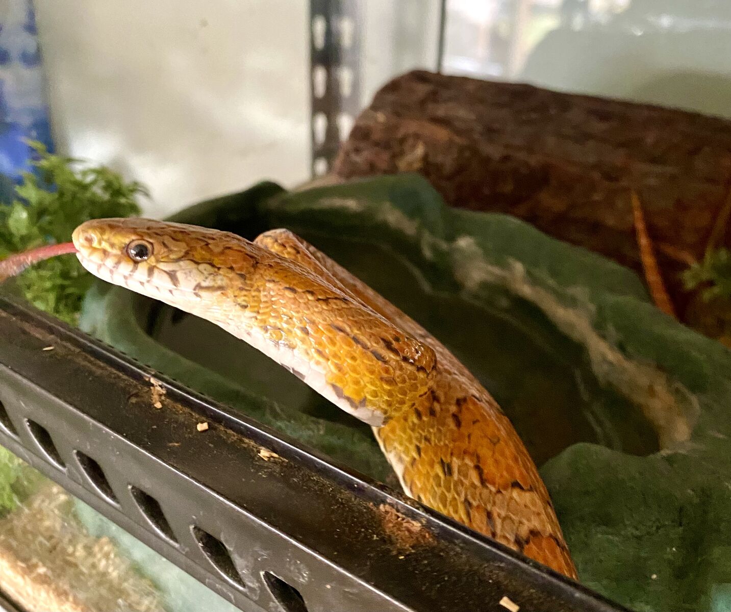 Female Hypo Sunkissed - 100% Het Scaleless 66% Het Caramel 50% Het Amel 50% Het Motley Corn Snake • Cornsnakes w/ Enclosure