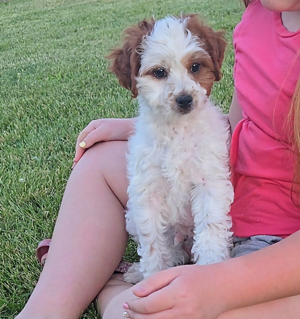 F1b Cavapoos (cavalier x poodle)