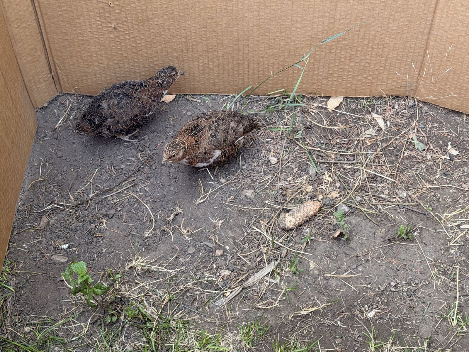 MALE QUAILS