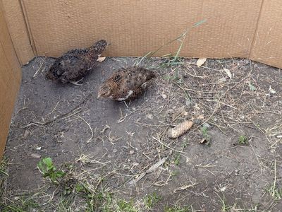 MALE QUAILS