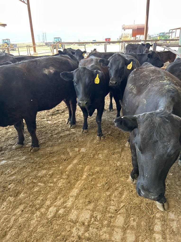 Angus Pairs