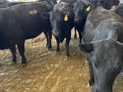 Angus Pairs