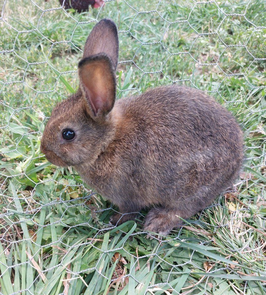 Baby Bunny- Pure Mini Rex
"Lucy"