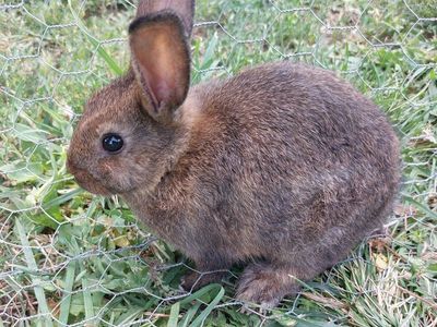 Baby Bunny- Pure Mini Rex
"Lucy"
