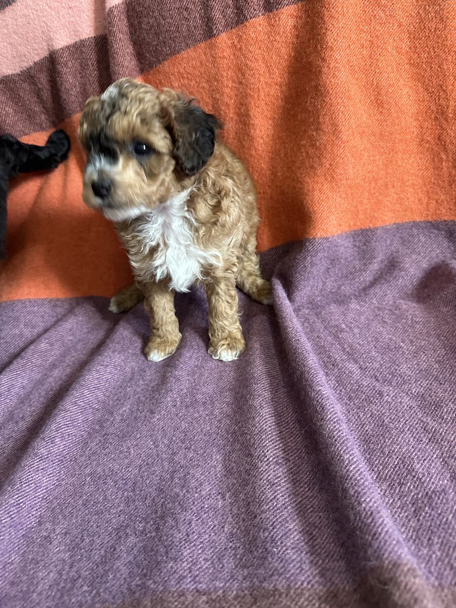 Mini Auzzie Doodle Puppies