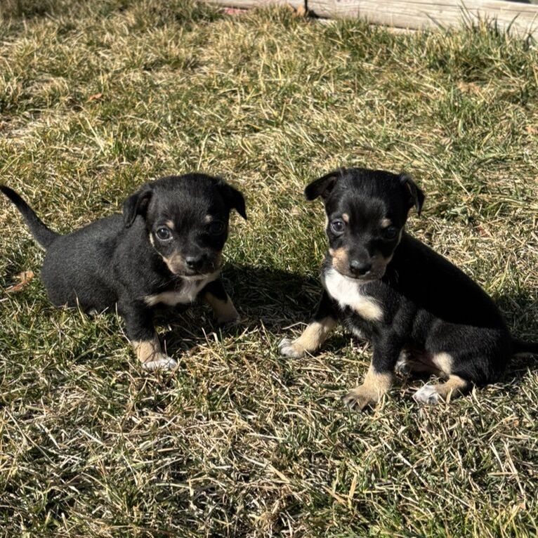 Puppies For Sale