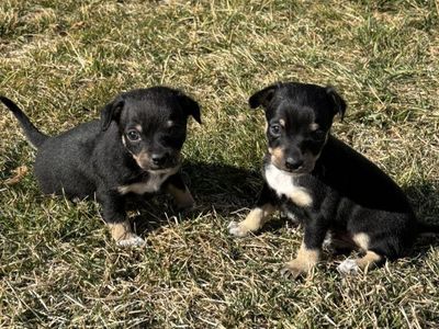 Puppies For Sale