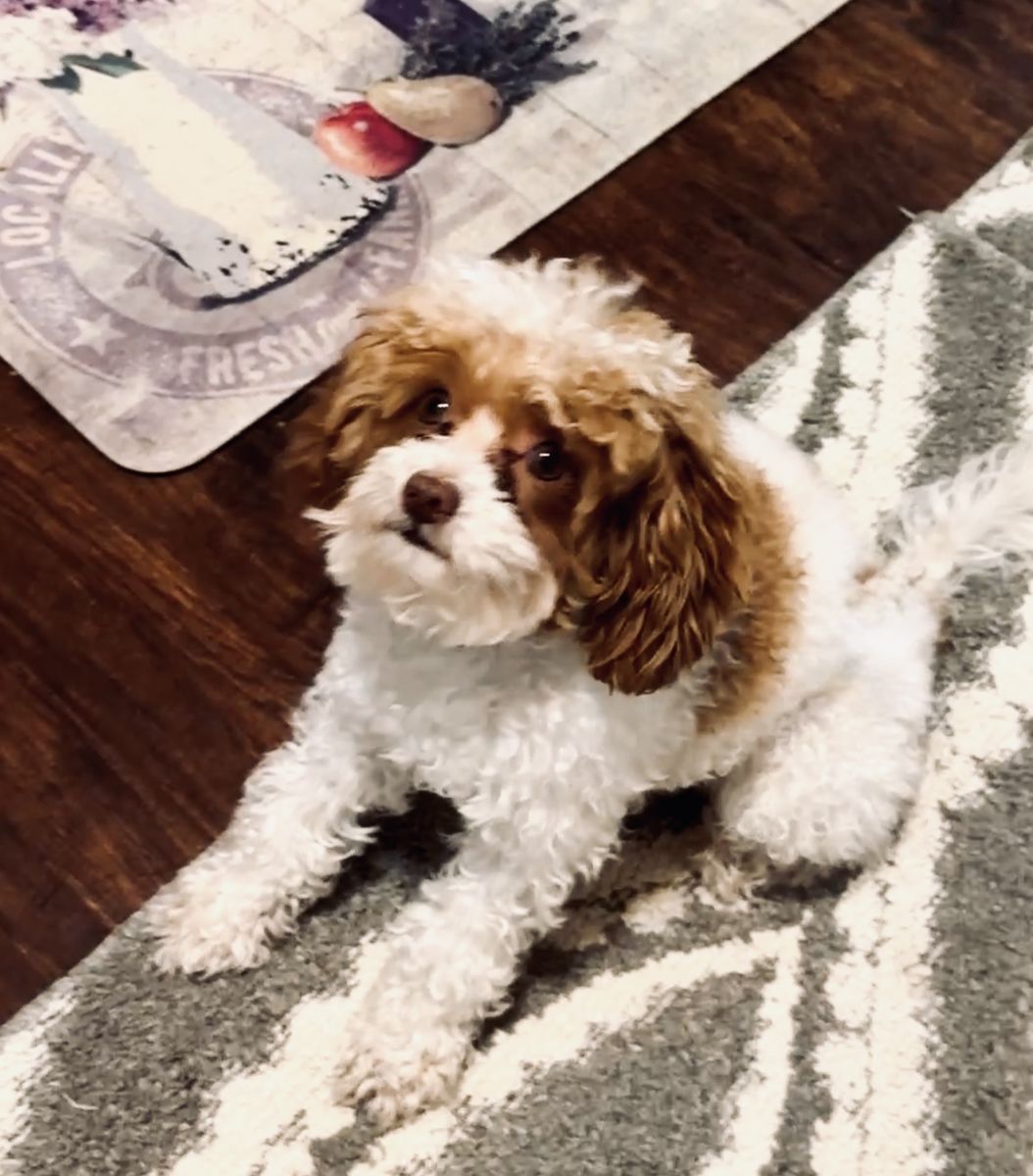 4Lb Cavapoo stud