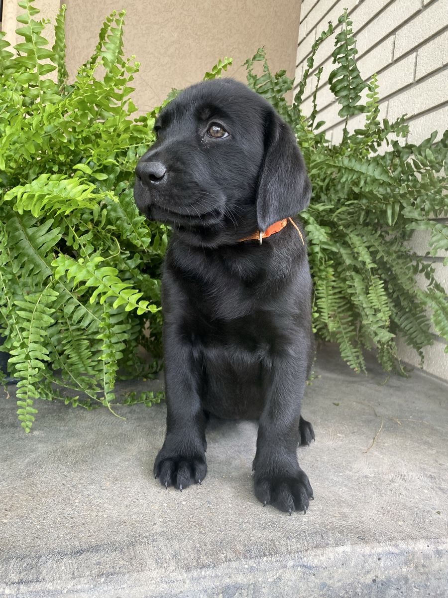 AKC English Lab puppies