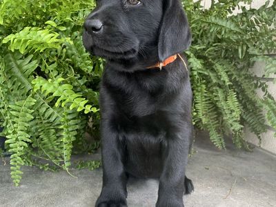 AKC English Lab puppies
