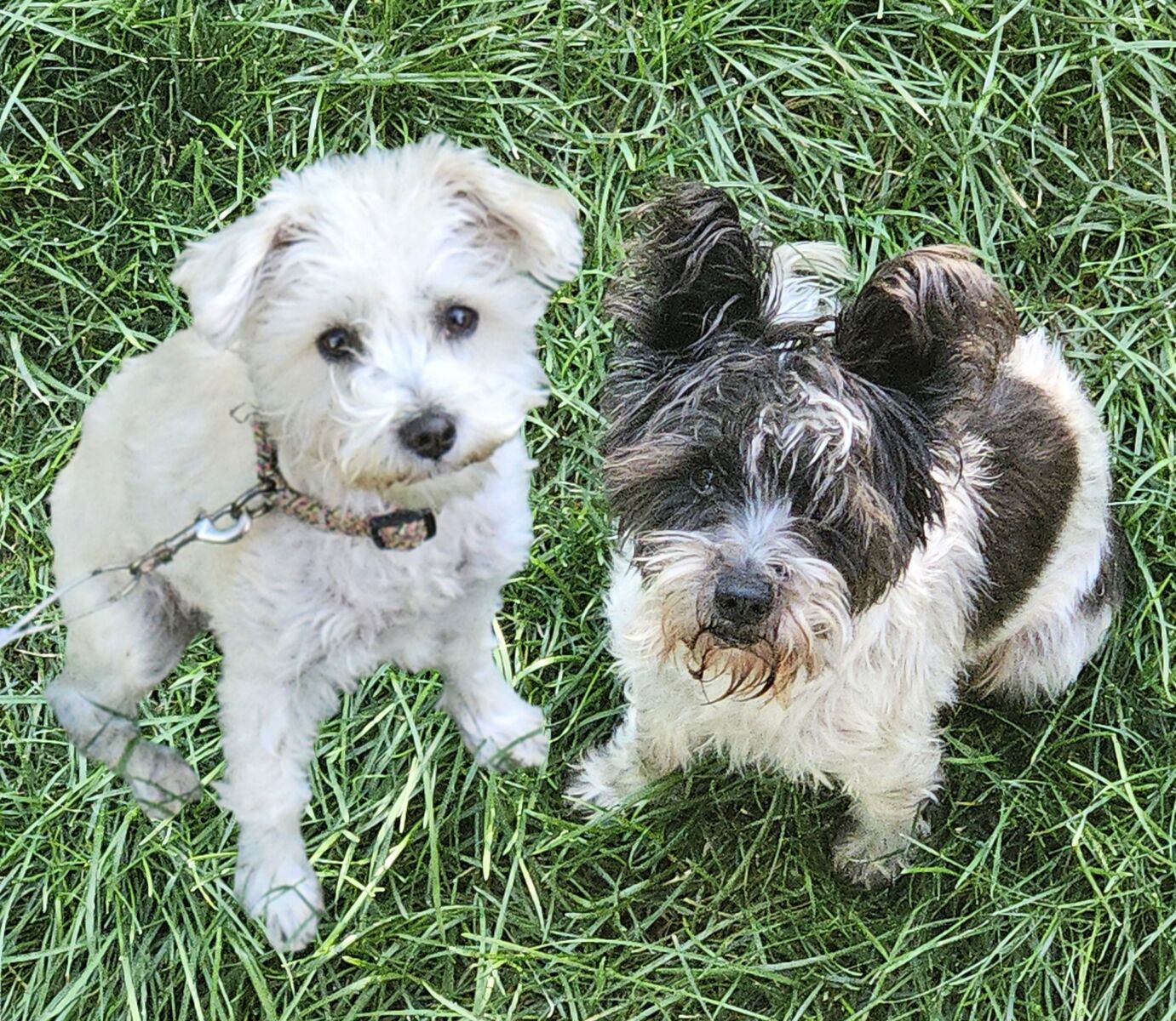 Adorable Mini Schnauzers - Free to GOOD Home!