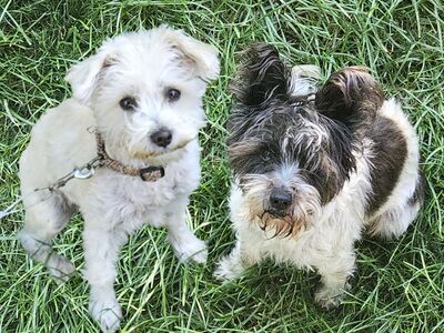 Adorable Mini Schnauzers - Free to GOOD Home!