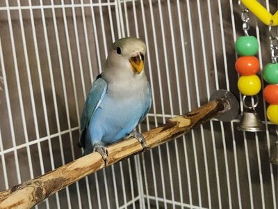 Beautiful Baby Lovebird