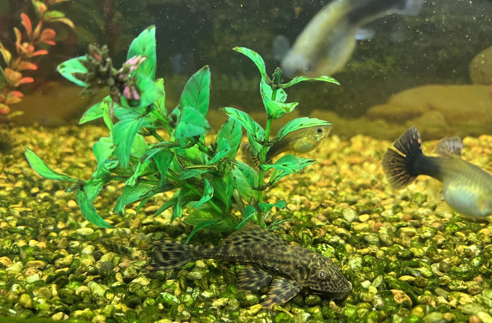 Pleco