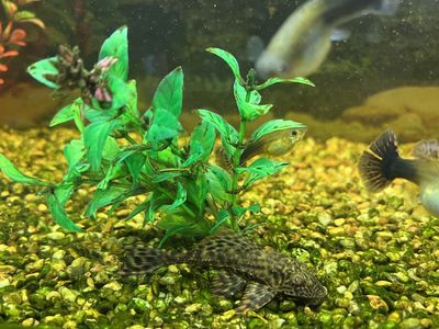 Pleco