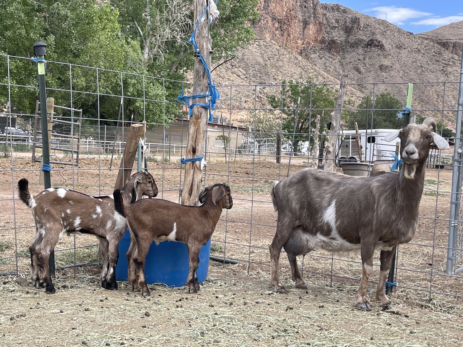 Nubian Goat Doe in Milk w/ 2 Bucklings