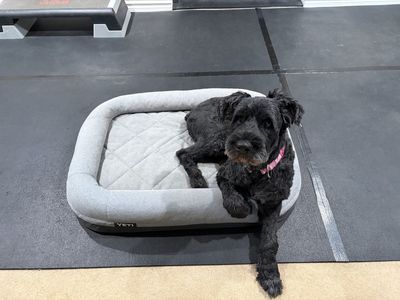 Yeti Dog Bed (sorry, dog not included)