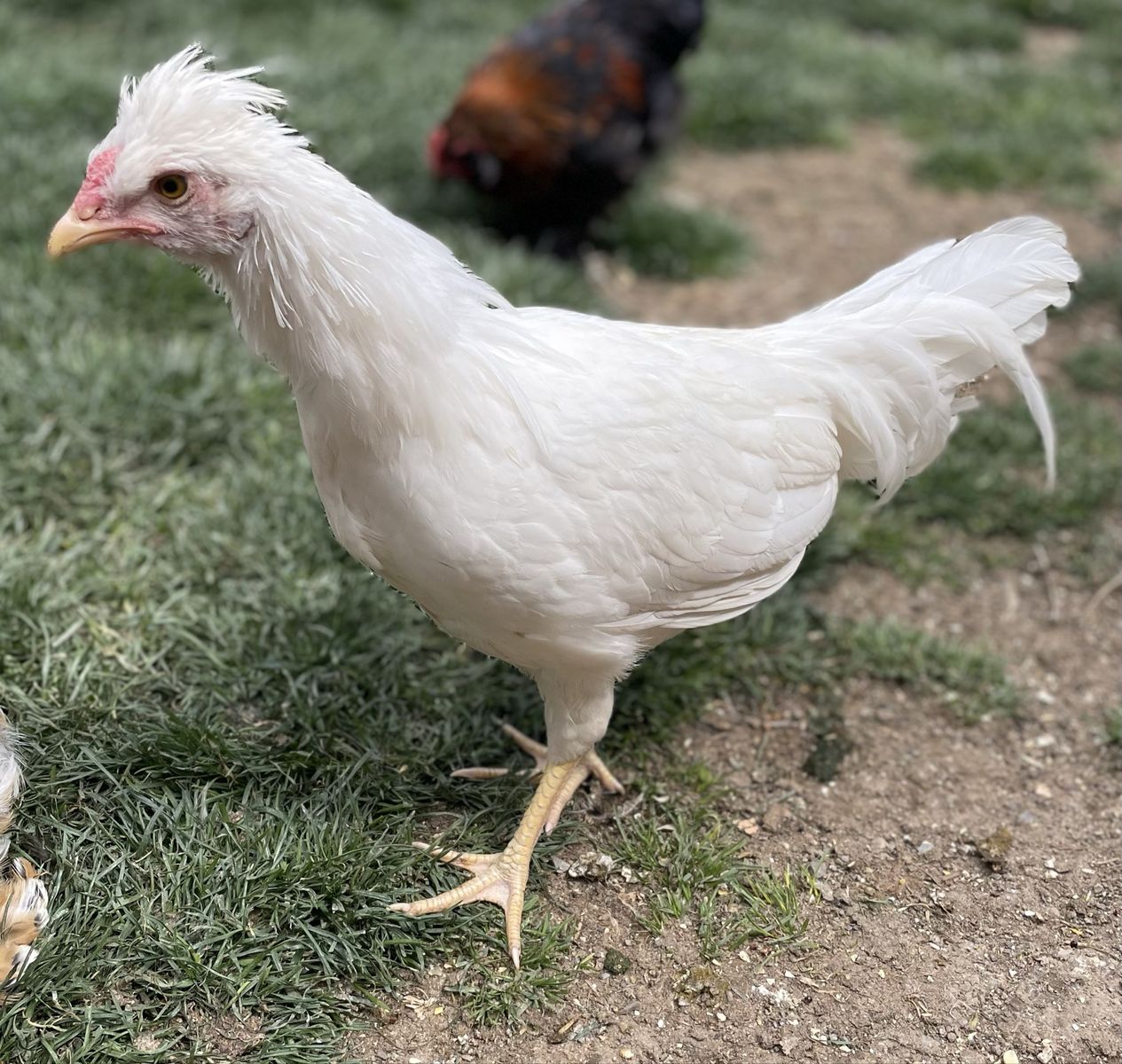 13 Week Old Schijndelaar Pullets