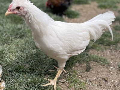 13 Week Old Schijndelaar Pullets