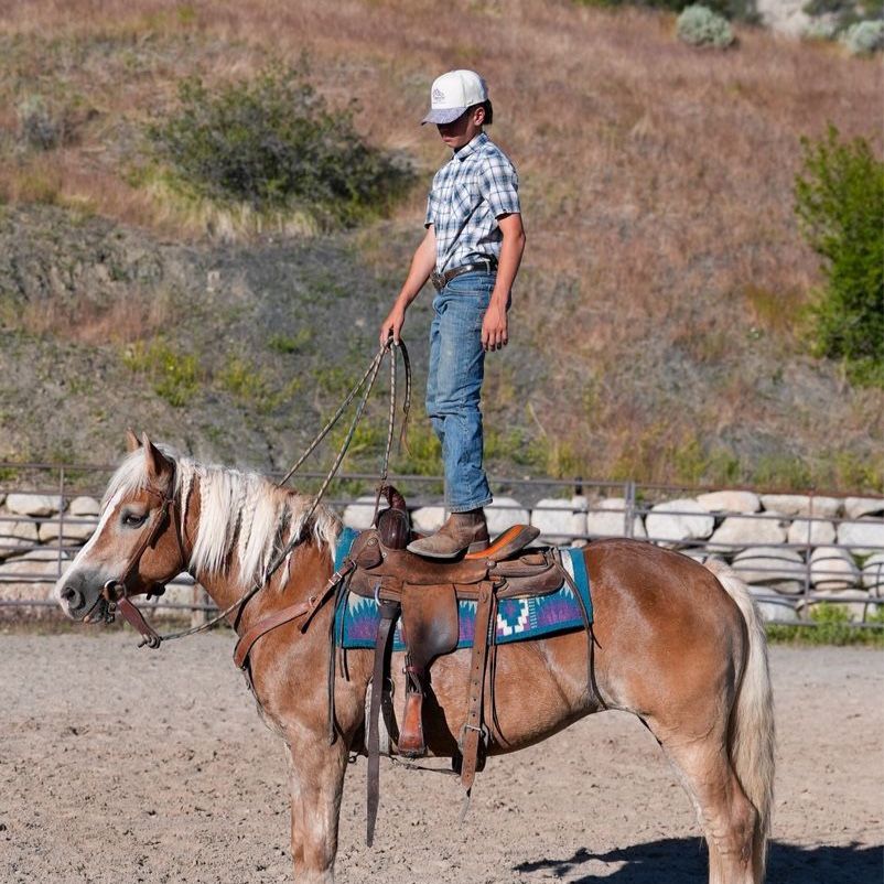 9 year old Half-linger mare