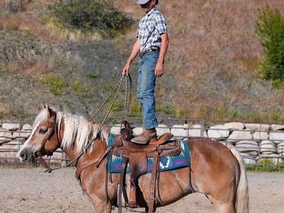9 year old Half-linger mare