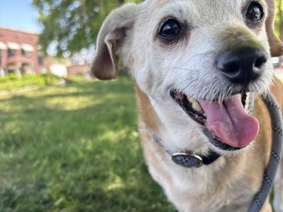 Hello my name is Nuggie