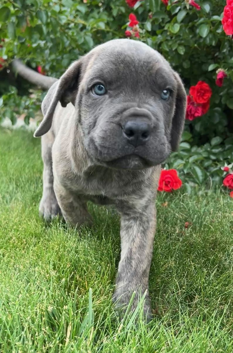 Cane Corso Puppies | Lifetime Training & Support Included