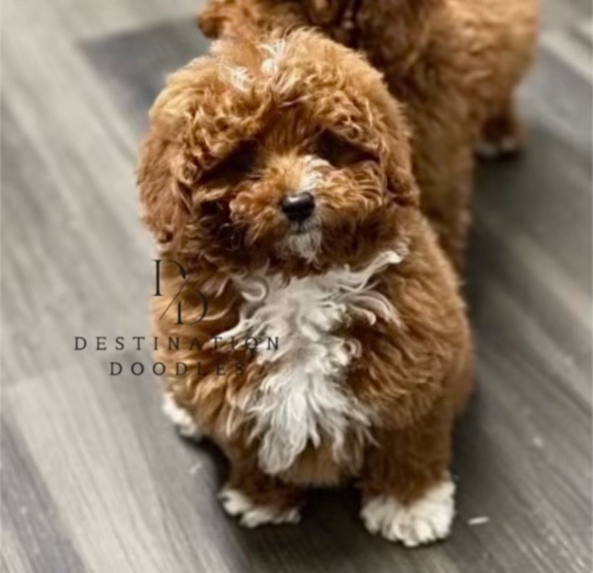 5lb Toy Poodle from Out Of State!