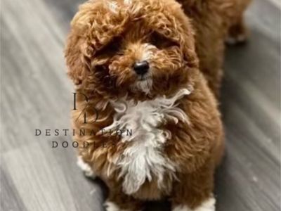 5lb Toy Poodle from Out Of State!