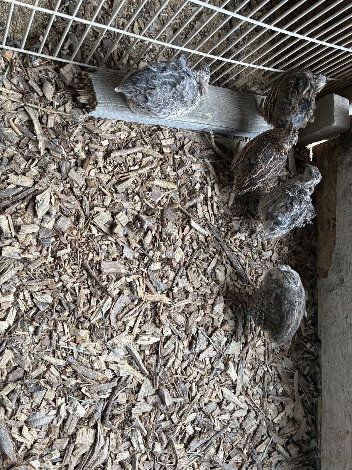 Male Coturnix Quail For Sale