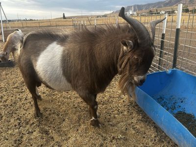 Nigerian Dwarf Buck