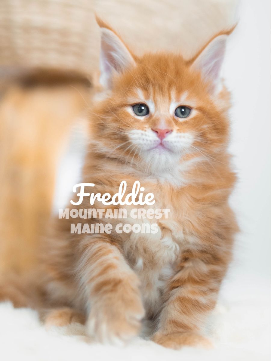 Maine Coon Kittens