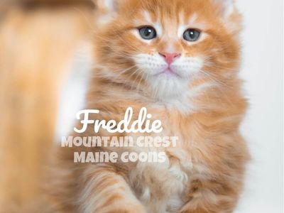 Maine Coon Kittens