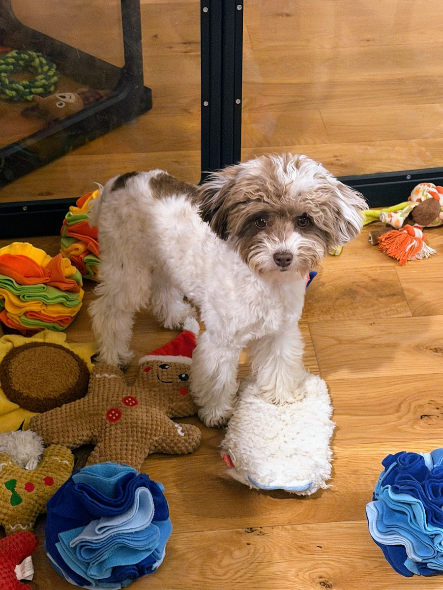 AKC chocolate and white parti Toy Poodle Girl