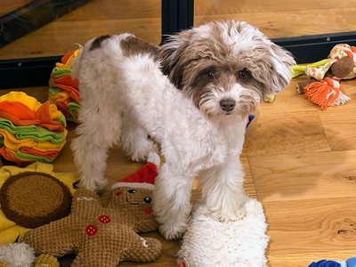 AKC chocolate and white parti Toy Poodle Girl