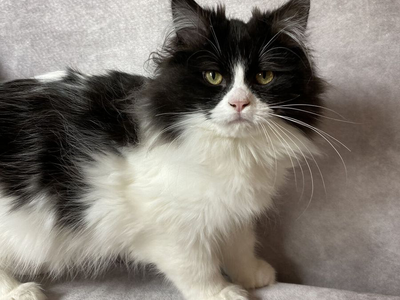 1 left! Topaz Ragdoll kitten • Fixed, Vet Checked, Shots, Ready to go!