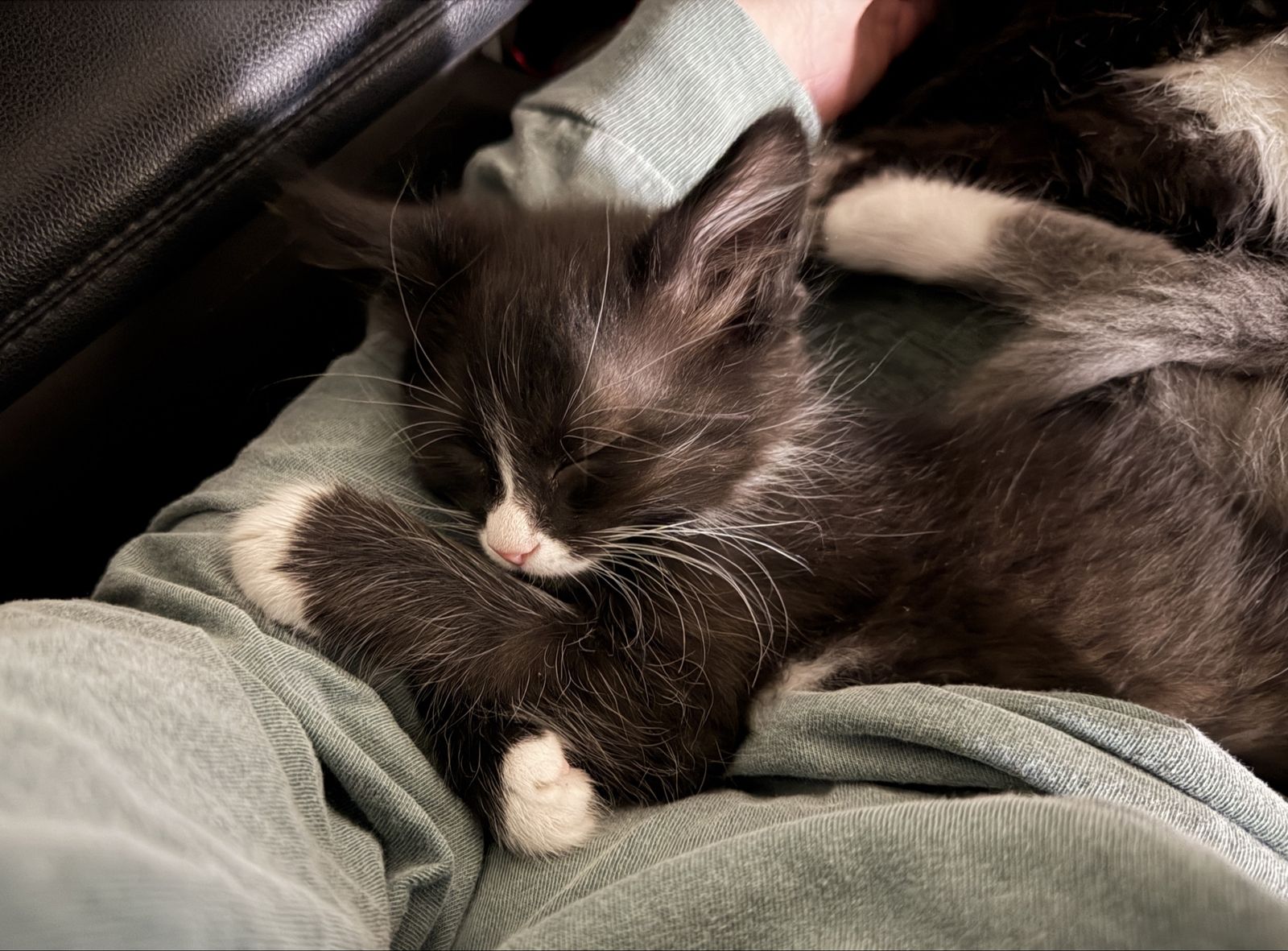 Adorable 3-Legged  Long-Haired Tuxedo Kitten! Litter box trained, vaccinated, healthy, and loved!