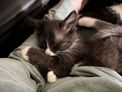 Adorable 3-Legged Long-Haired Tuxedo Kitten! Litter box trained, vaccinated, healthy, and loved!