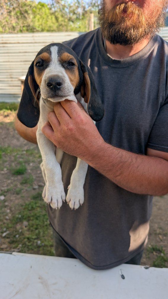 – UKC Registered Walker Hound Puppies