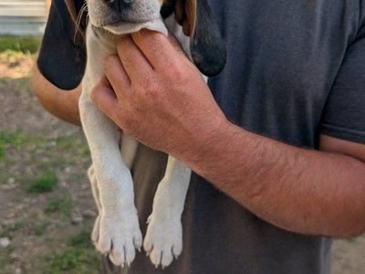 – UKC Registered Walker Hound Puppies