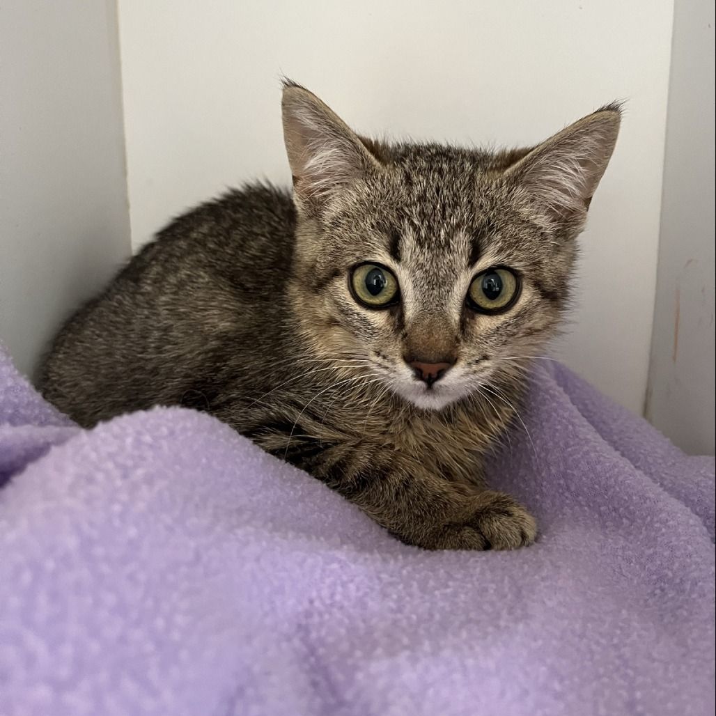 Hello my name is Shoe