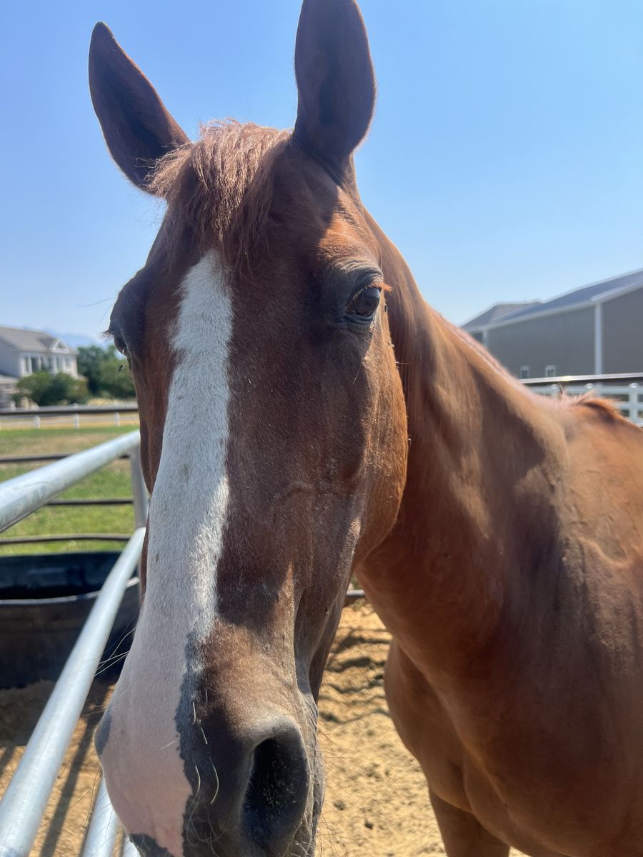 18 year old gelding