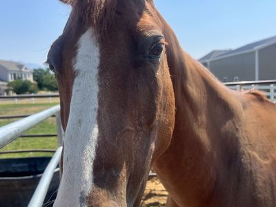 18 year old gelding