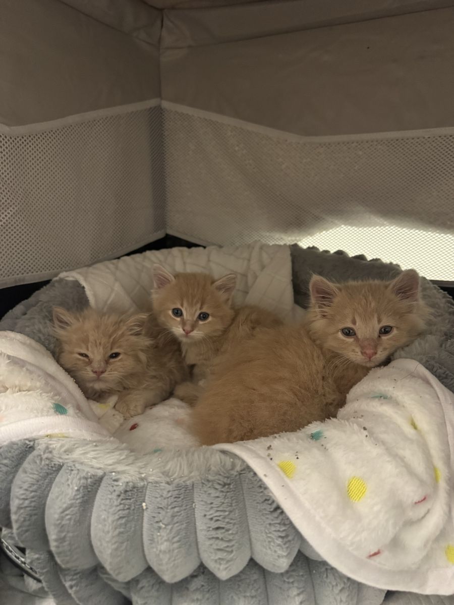 kittens